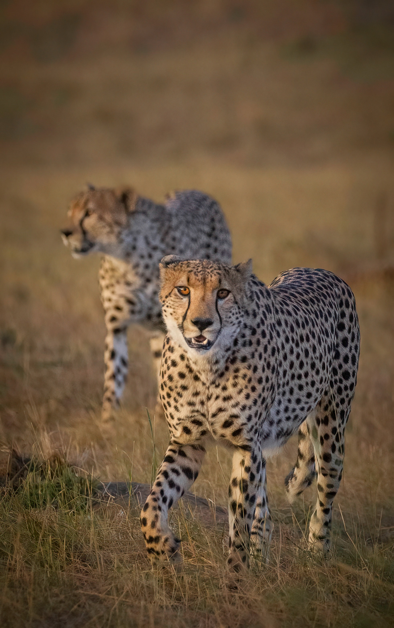 Day 4 Northern Serengeti
